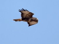 Maeusebussard (Buteo buteo) 16